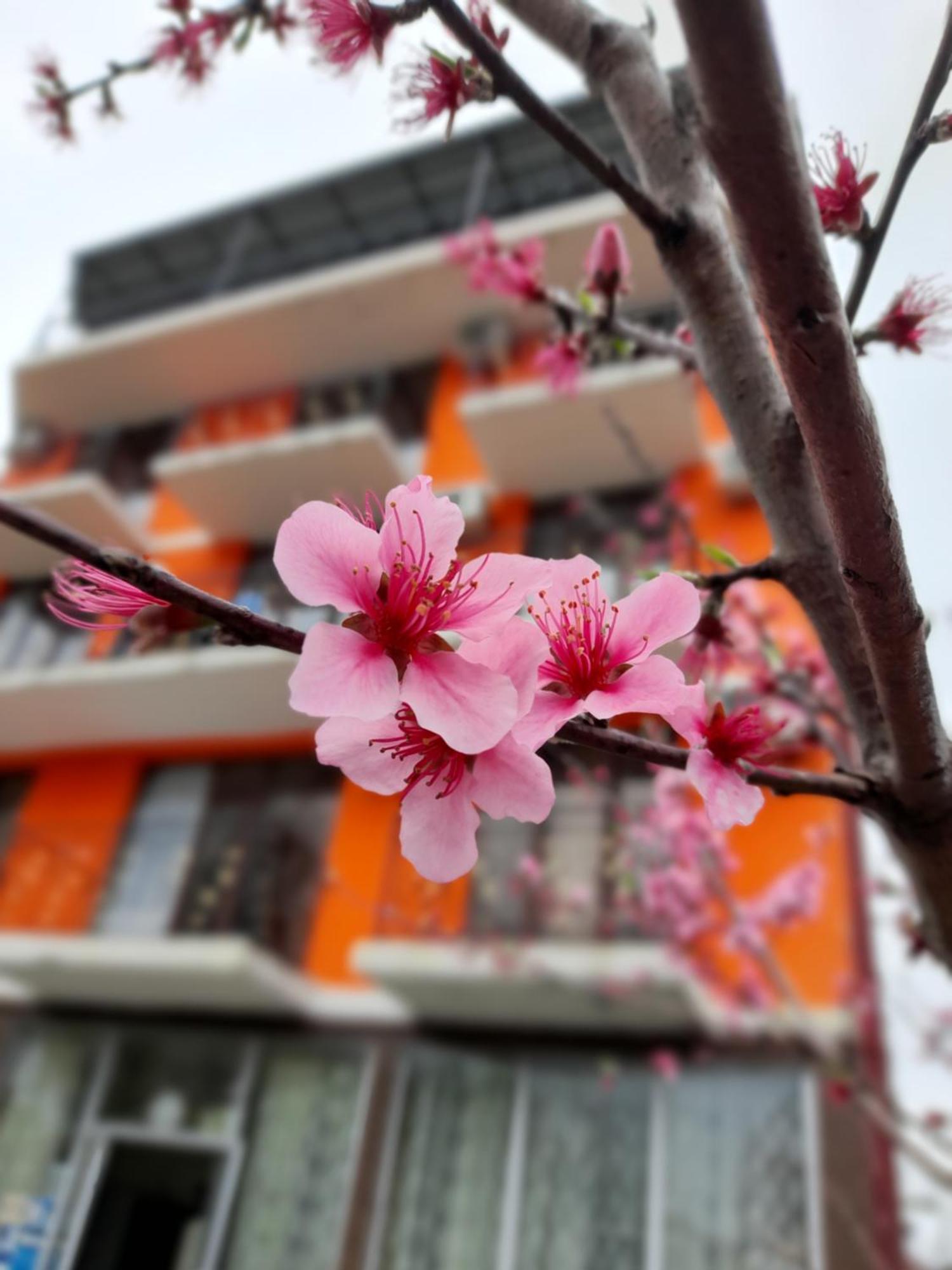 Vizitori Hotel Gonio Ngoại thất bức ảnh